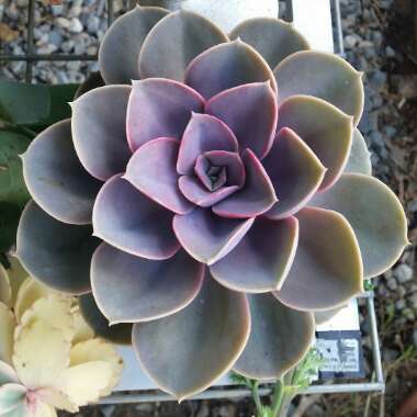 Echeveria Perle Von Nurnberg