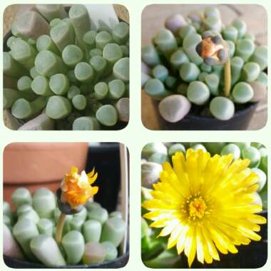 Fenestraria aurantiaca