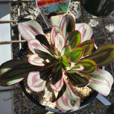 Echeveria Nodulosa