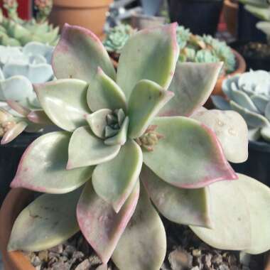 Graptopetalum Purple Haze