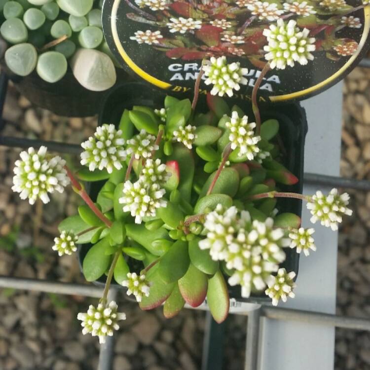 Crassula anomala syn. Crassula atropurpurea var. anomala, Crassula ...