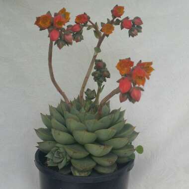Echeveria Fabiola