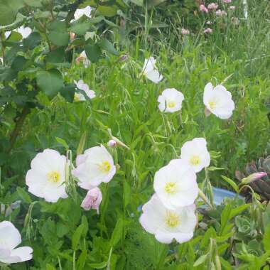Oenothera
