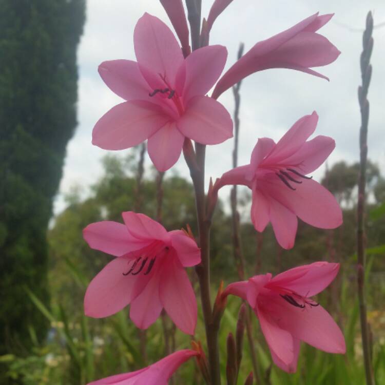 plant image 569614
