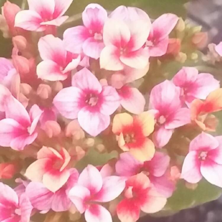 Plant image Kalanchoe blossfeldiana 'Double Flower Variety'