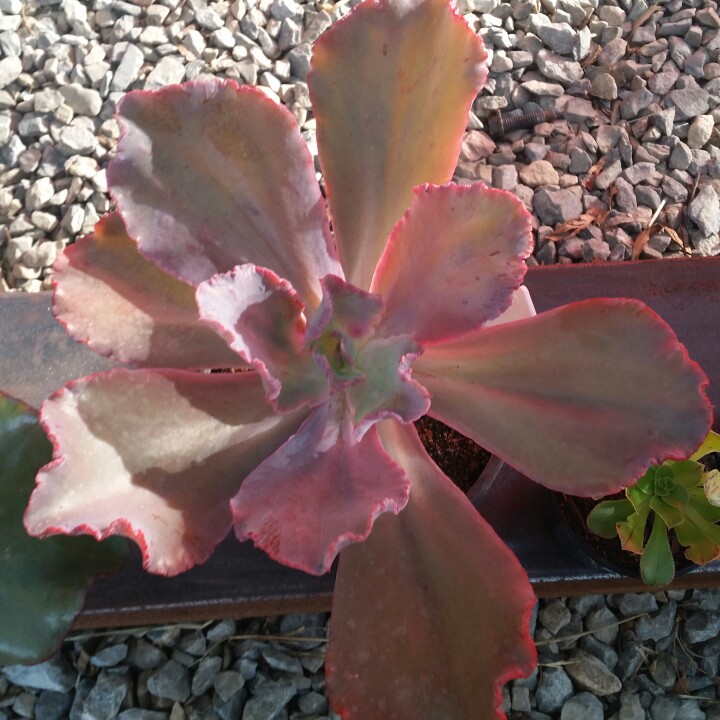 plant image 57509 plant image 57509
