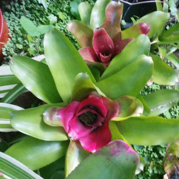 plant image 576166