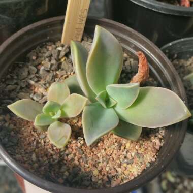 xGraptoveria Fred Ives