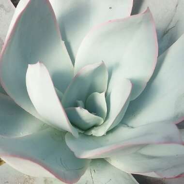 Echeveria Cante