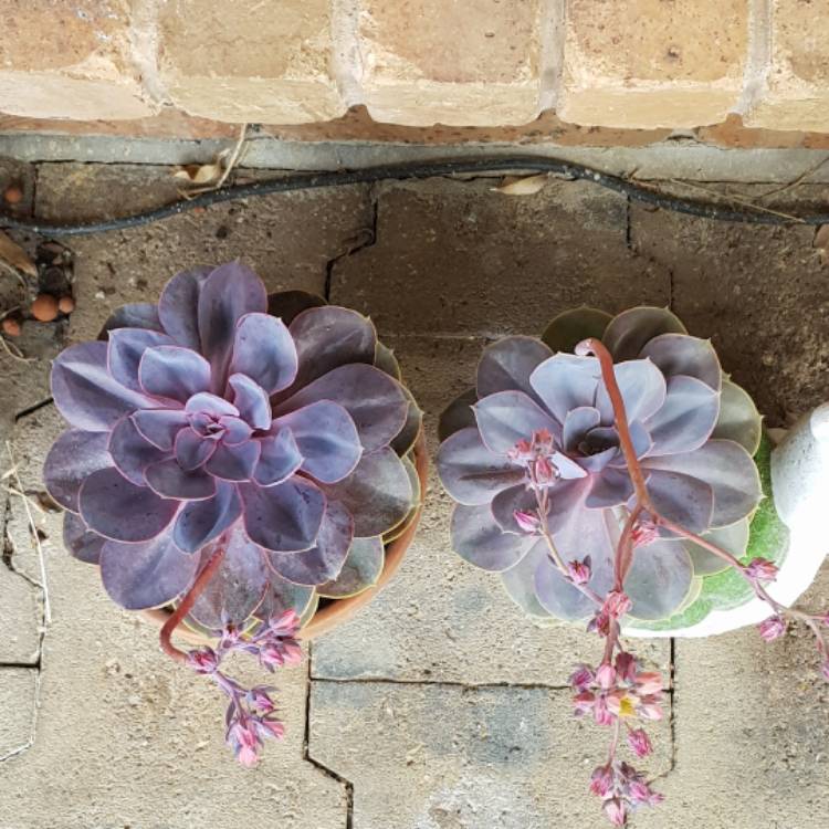 Plant image Echeveria Purple Pearl