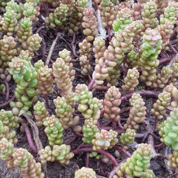 plant image 587206 plant image 587206