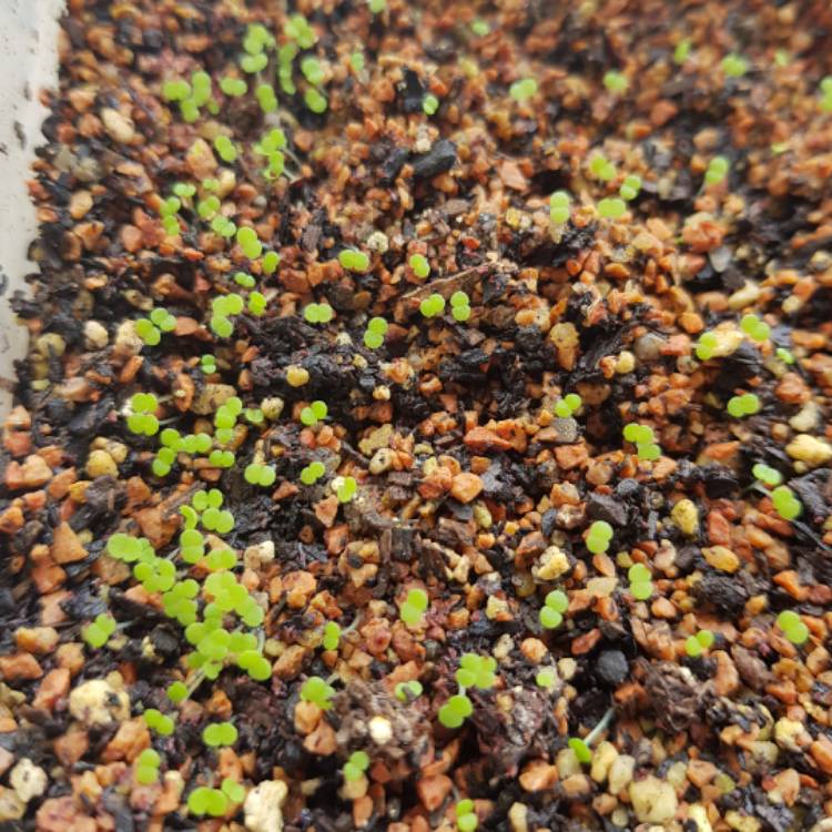 plant image 591442 plant image 591442