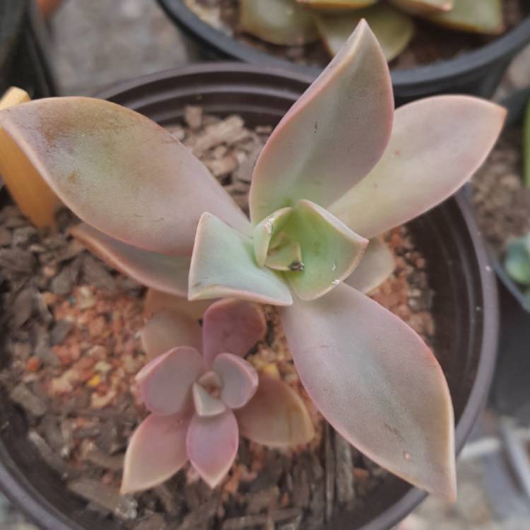 plant image 592569