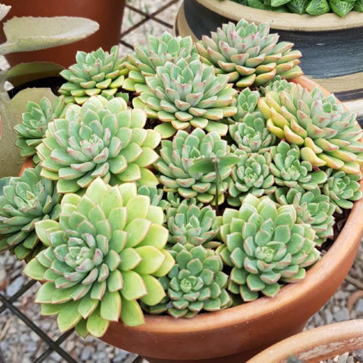 plant image 595318 plant image 595318