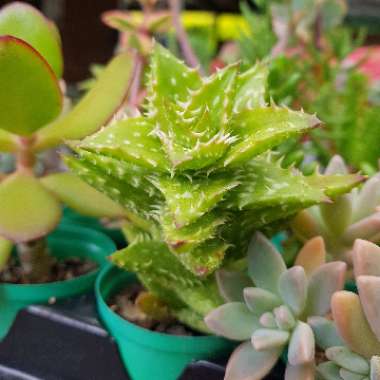 Aloe 'Juvenna'