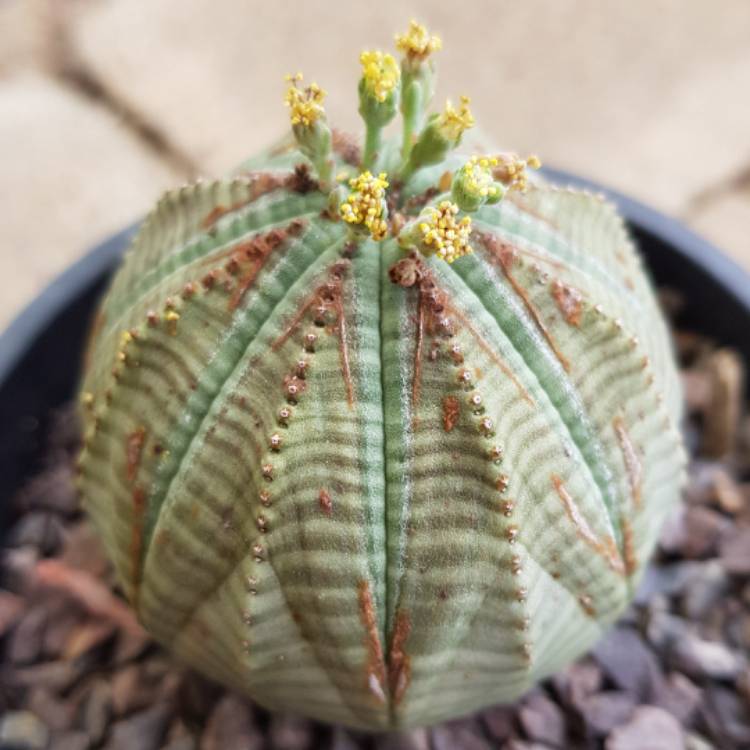 Plant image Euphorbia Obesa