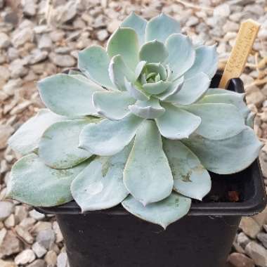 Echeveria Desmetiana v. Subsesslis