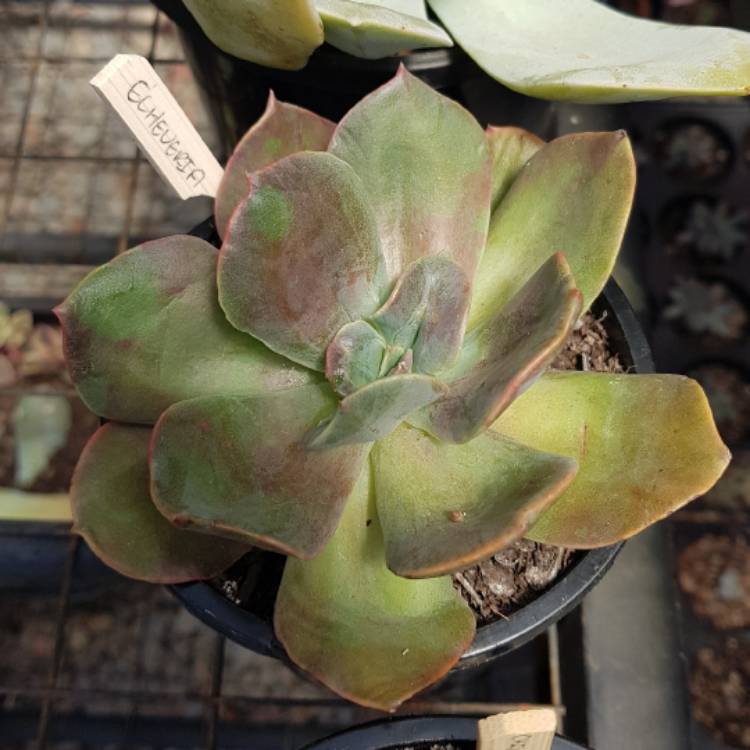plant image 614059 plant image 614059