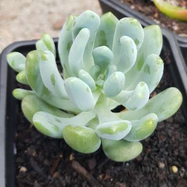 x Pachyveria Clavifolia