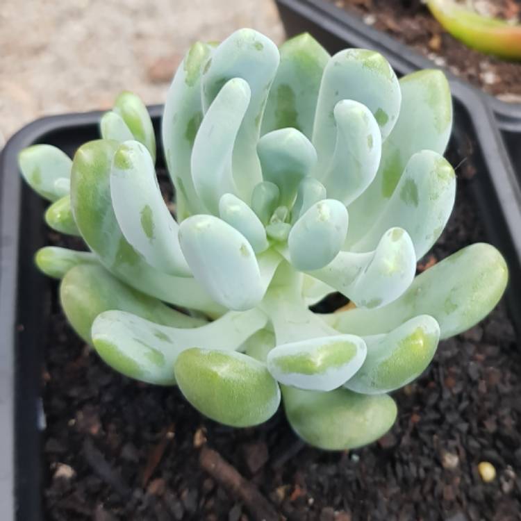 plant image 617803