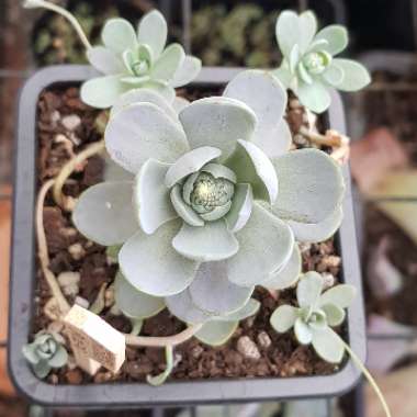Orostachys boehmeri syn. Orostachys iwarenge var. boehmeri