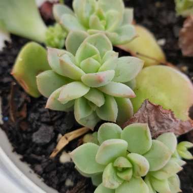 xGraptoveria Titubans