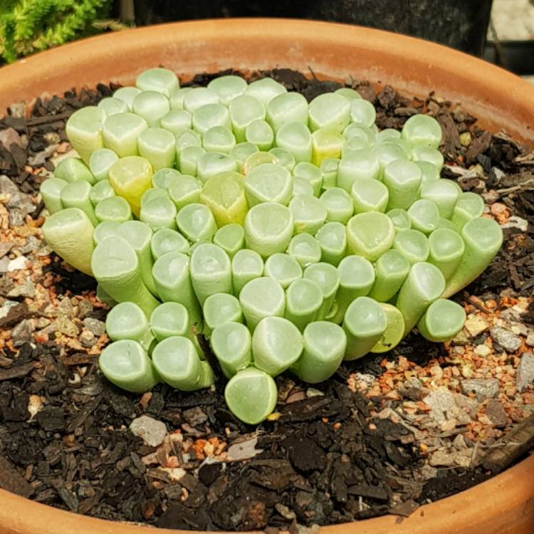 plant image 625115 plant image 625115