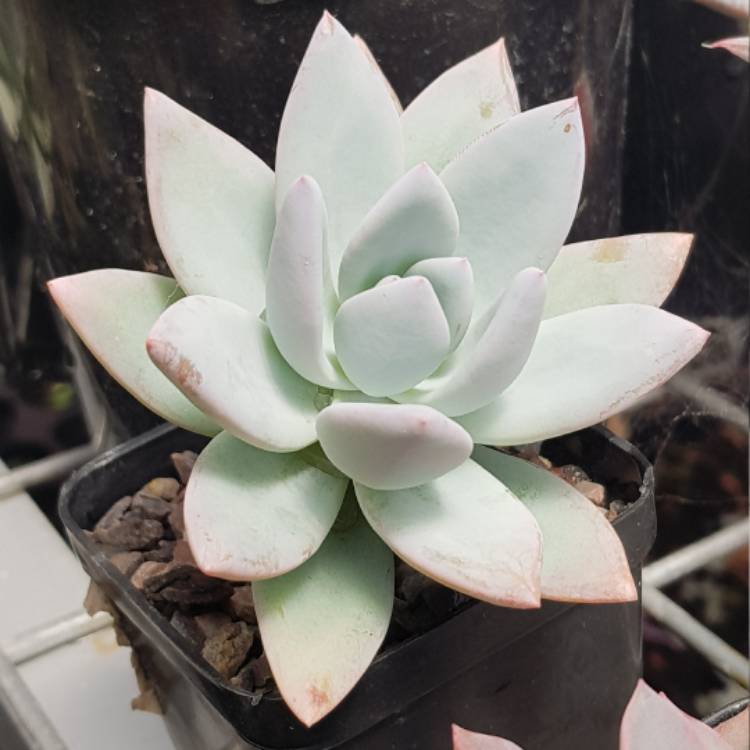 Plant image x Pachyveria Powder Puff