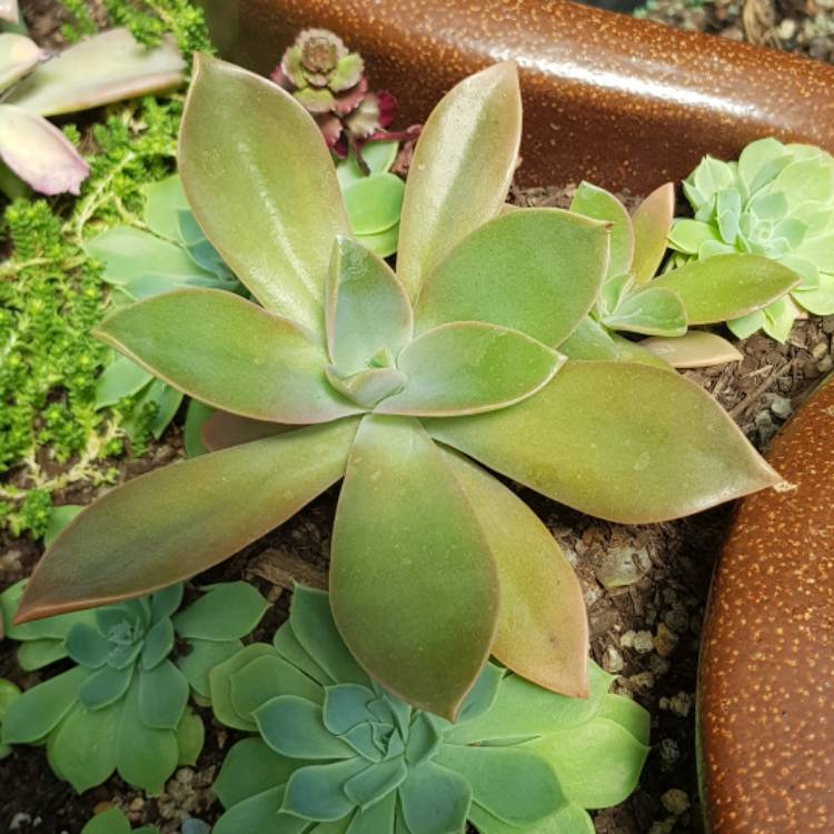 plant image 629750