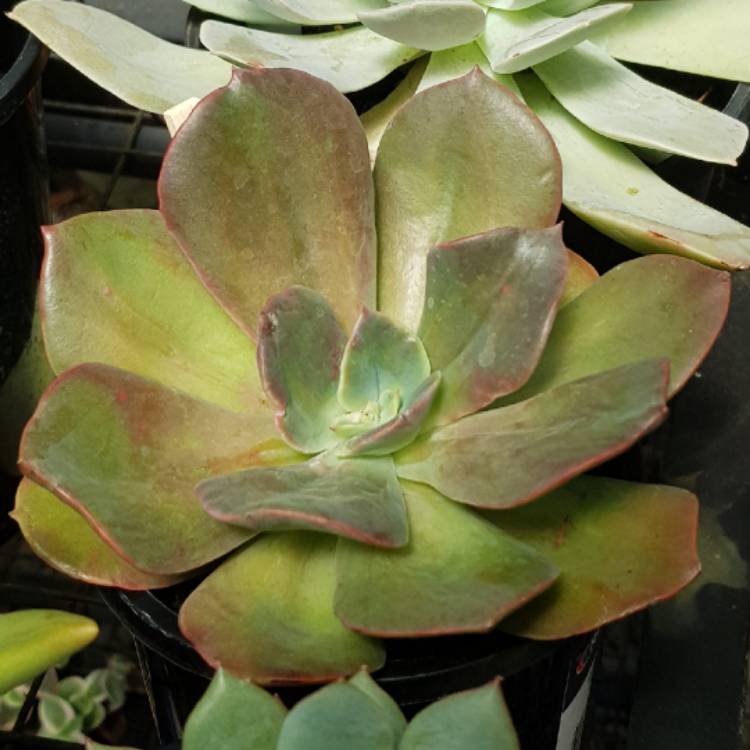 plant image 629753 plant image 629753
