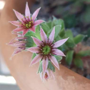 Sempervivum Raspberry Ice