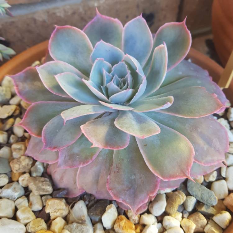 plant image 632517 plant image 632517