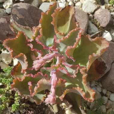 Echeveria Dick's Pink