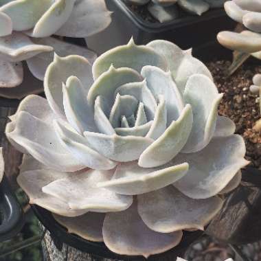 Echeveria Lilacina