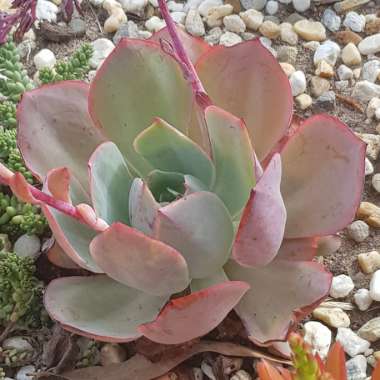 Echeveria Powder Blue