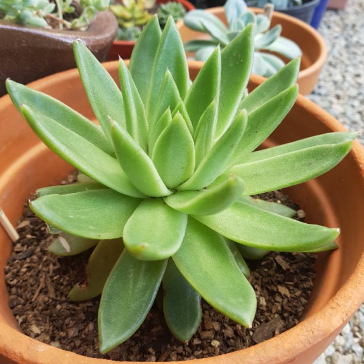 plant image 644013