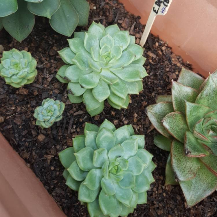 plant image 644035