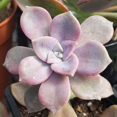 Graptopetalum Purple Delight syn. Graptopetalum Snow White