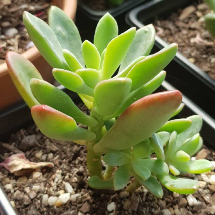 plant image 644108 plant image 644108
