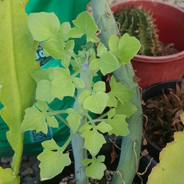Plant image Senecio articulatus