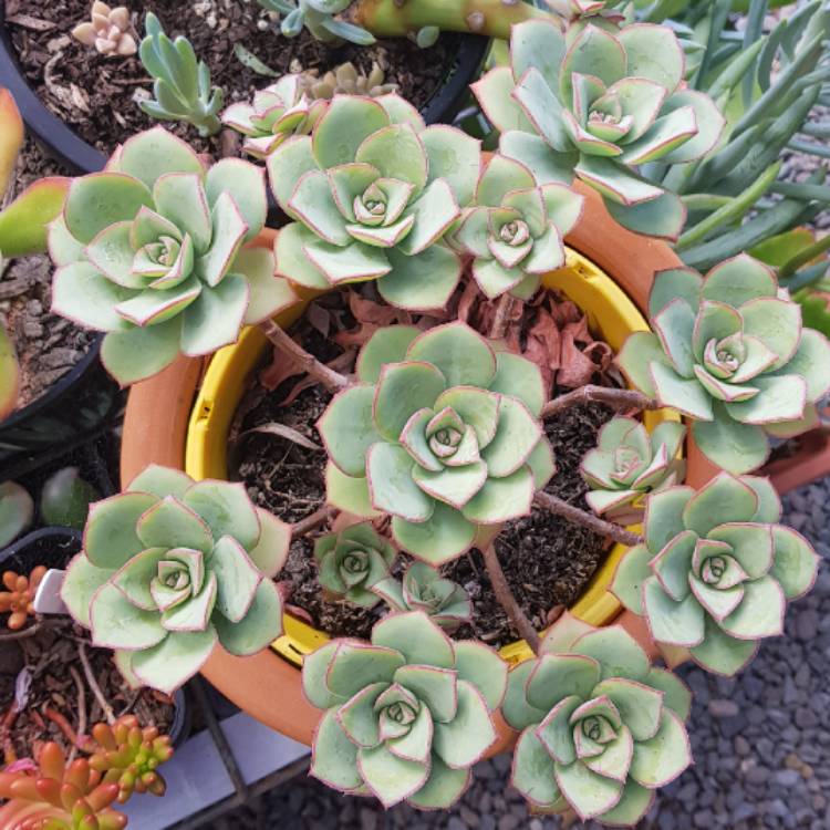 Plant image Aeonium haworthii