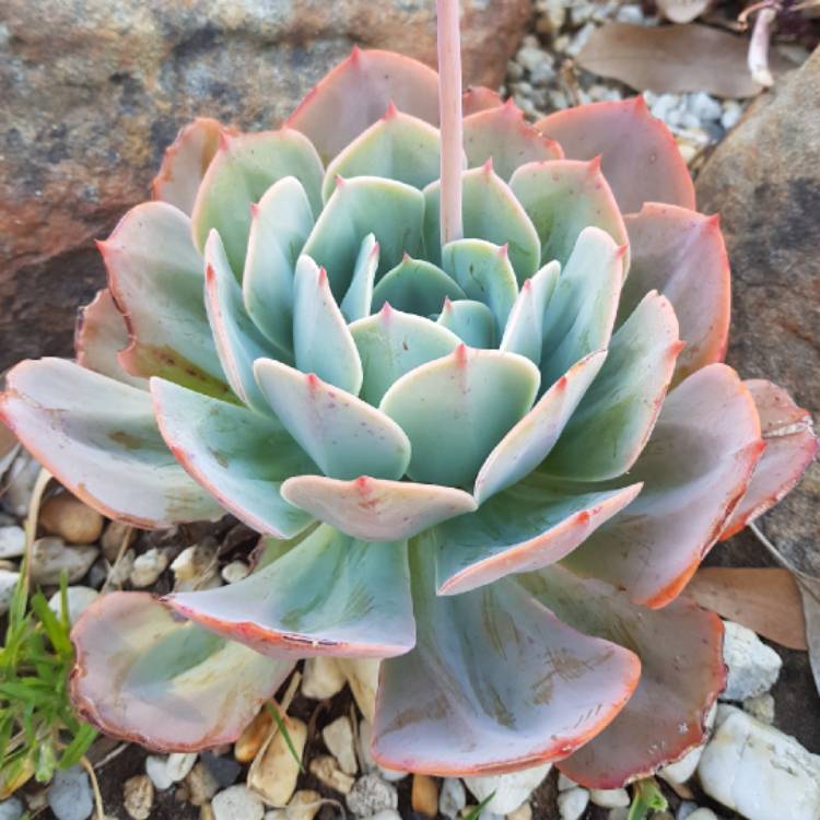 plant image 644826 plant image 644826