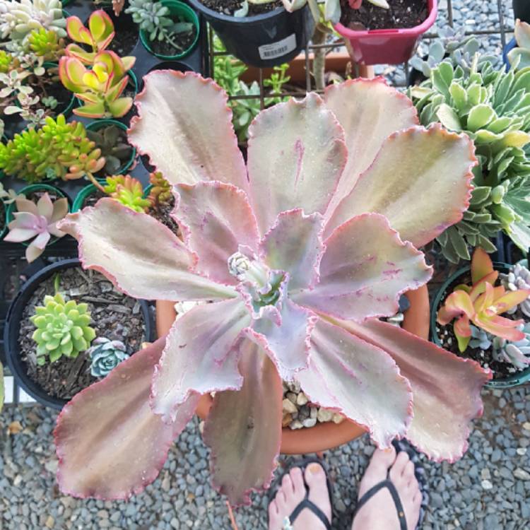 plant image 644854 plant image 644854