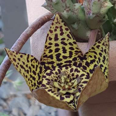 Orbea variegata