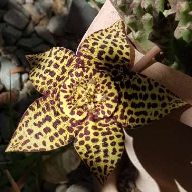 Orbea variegata