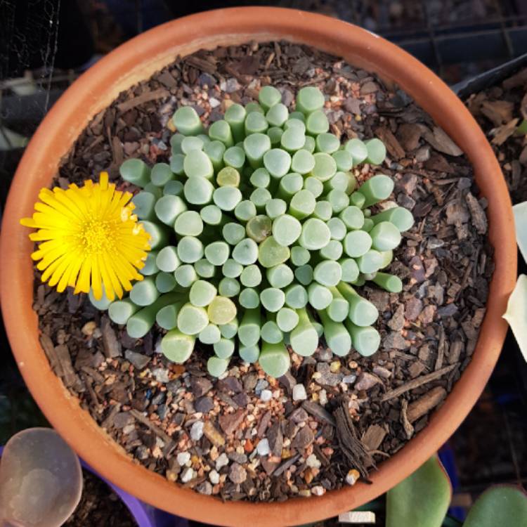 Plant image Fenestraria aurantiaca
