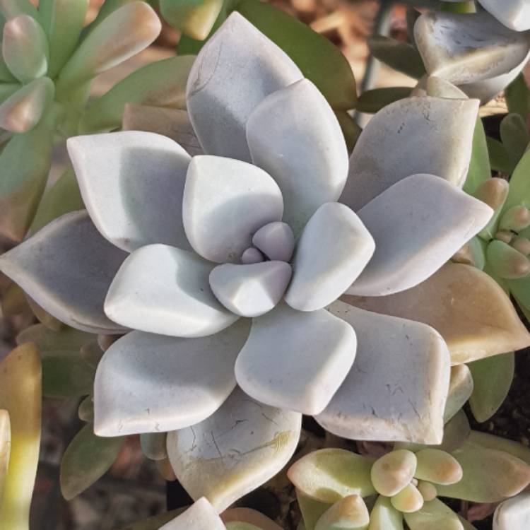 plant image 656592 plant image 656592