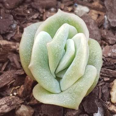 xGraptoveria Lovely Rose