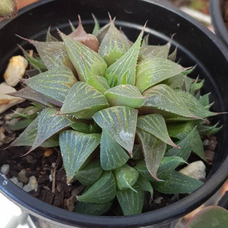 plant image 658231 plant image 658231
