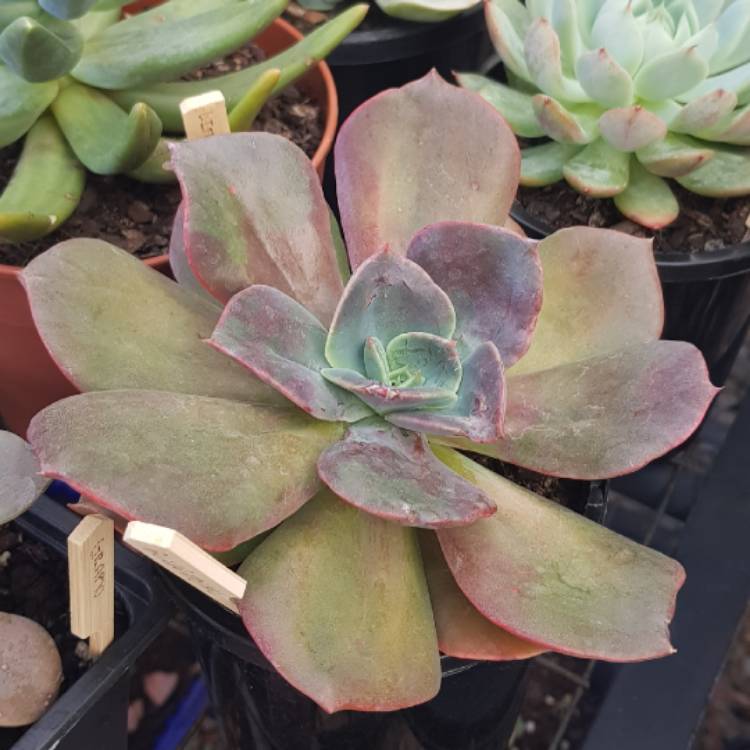 plant image 658590 plant image 658590